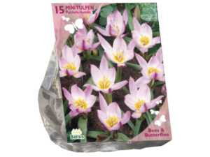 Bees & Butterflies - Tulipa Pulchella Humillis per 15