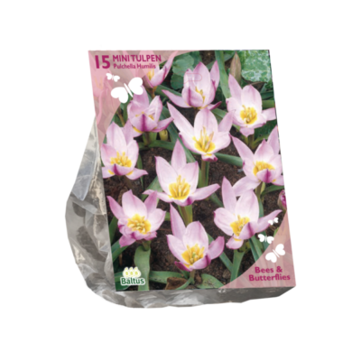 b&b – tulipa pulchella humilis 15st