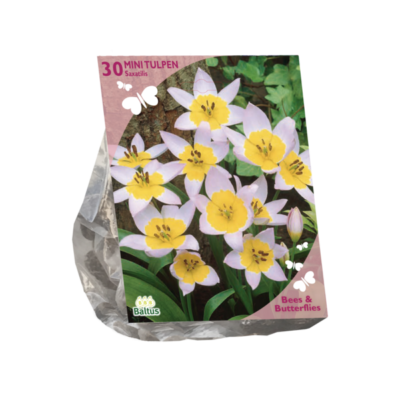 b&b – tulipa saxatilis 30st