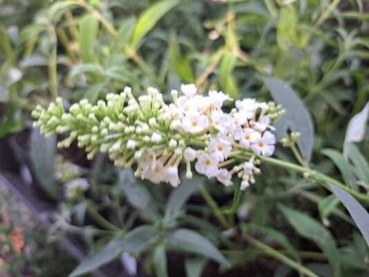 buddleja dav white profusion