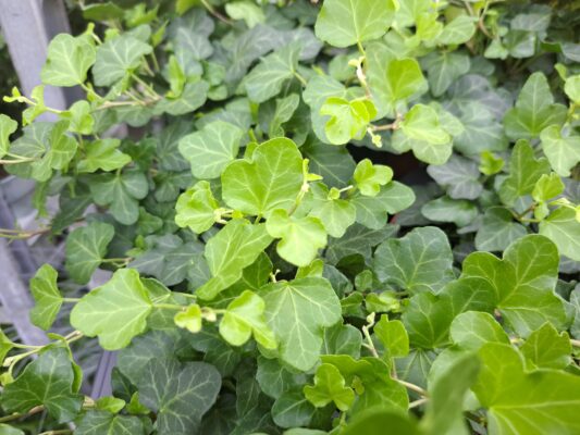 hedera helix wonder