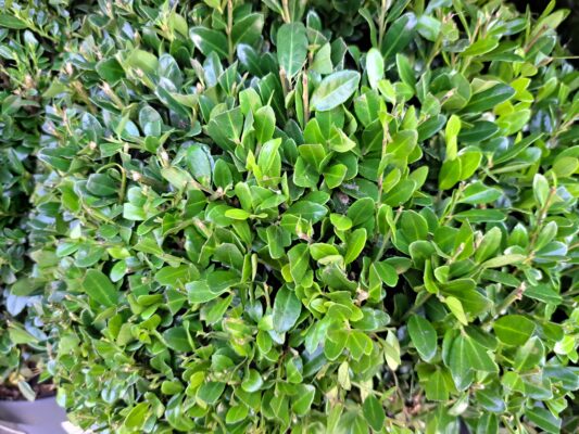 ilex crenata luxus globe