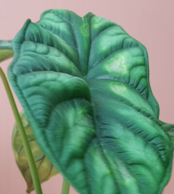 alocasia dragon scale