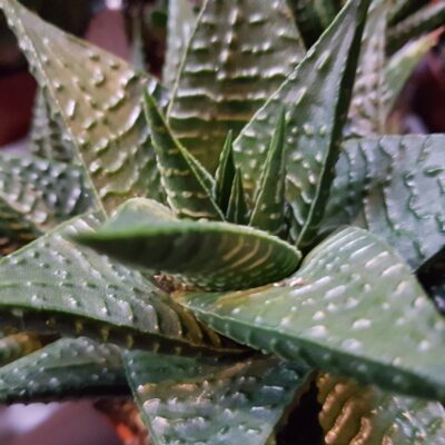 haworthia limofolia