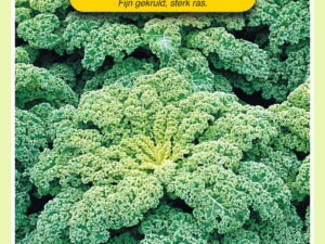 Winterplantui Senshyu Yellow 250 gr.