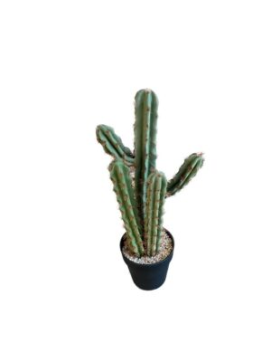 cactus in pot h50w14