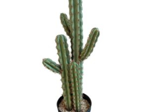 Cactus in Pot h71w18