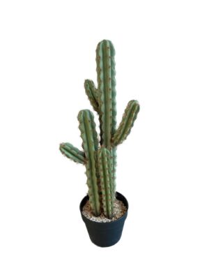 cactus in pot h71w18