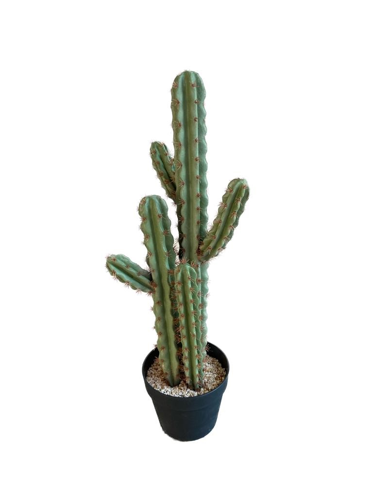 cactus in pot h71w18 - De Florahoek