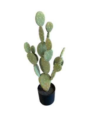 cactus in pot h79d35