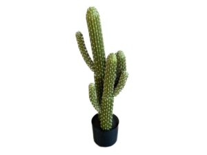 Cactus in Pot h83d35