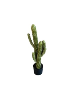 cactus in pot h83d35