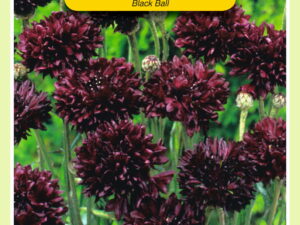 Centaurea cyanus black boy 1.5g