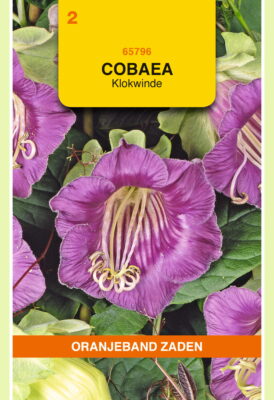 cobaea scandens violetblauw 1g