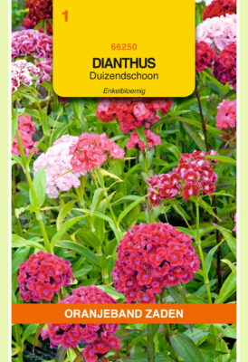 dianthus barbatus enkel mix 1g