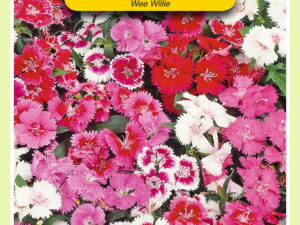 Dianthus wee willie gemengd 0.5g