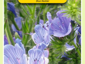 Echium plantagineum blue bedder 1g