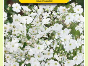 Gypsophila covent garden 1.5g