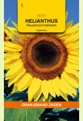 helianthus annuus uniflorus giga 4g