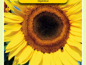 Helianthus annuus uniflorus giga 4g