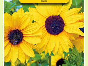 Helianthus stella mini.zonneblm 1g