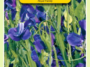 Lathyrus odoratus royal blauw 4g