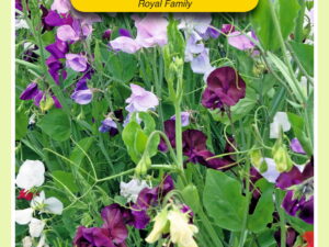 Lathyrus odoratus royal mix 5g