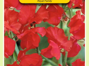 Lathyrus odoratus royal rood 4g