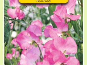 Lathyrus odoratus royal rose 4g