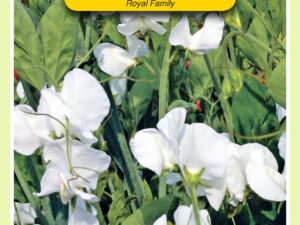 Lathyrus odoratus royal wit 4g