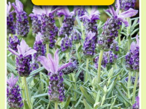 Lavendel stoechas sancho panza 0.1g