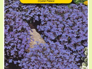 Lobelia crystal palace 0.25g