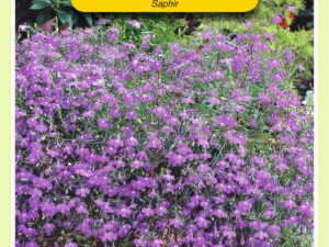 Lobelia pendula saphir blauw 0.25g