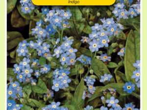 Myosotis alpestris ind blauw 0.5g