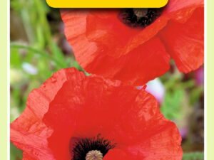 Papaver glaucum-tulppapaver 0.5g