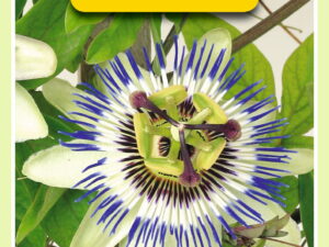 Passiflora coerulea 0.33g