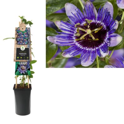passiflora purple haze p16 3.0
