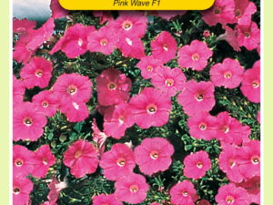 Petunia pink wave f1 hybride 12pil