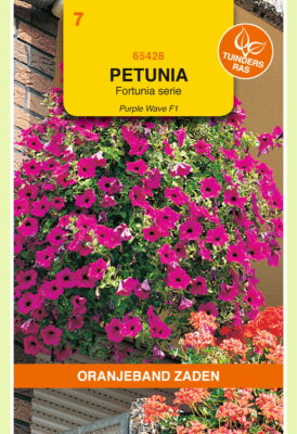 petunia purp wave f1 hybride 12pil