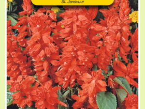 Salvia splendensst jansvuur 0.4g