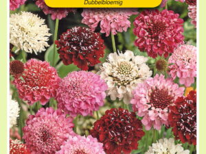 Scabiosa hoog dubbel mix 0.6g