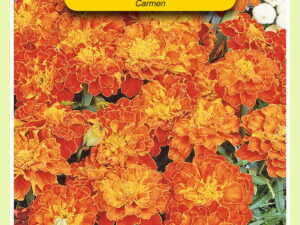 Tagetes carmen 1g