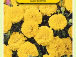 Tagetes gypsy sunshine 1g