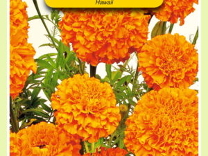 Tagetes hawaii 1g