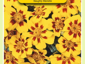 Tagetes naughty marietta 1g