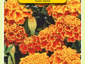 Tagetes queen sophia 1g