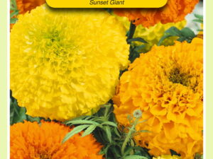 Tagetes sunset giants mix 1g