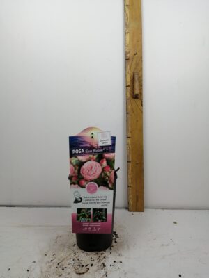 rosa ‘rose meilove’®