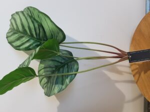 artificial calathea with roots 40cm