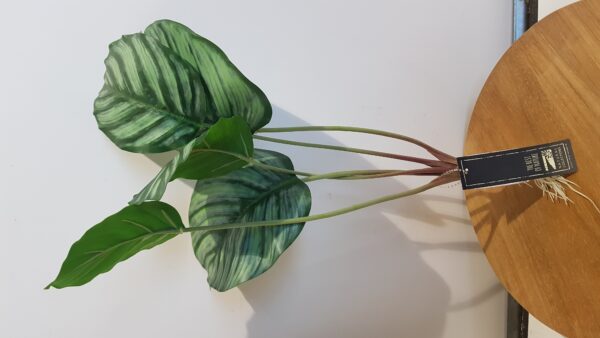 artificial calathea with roots 40cm